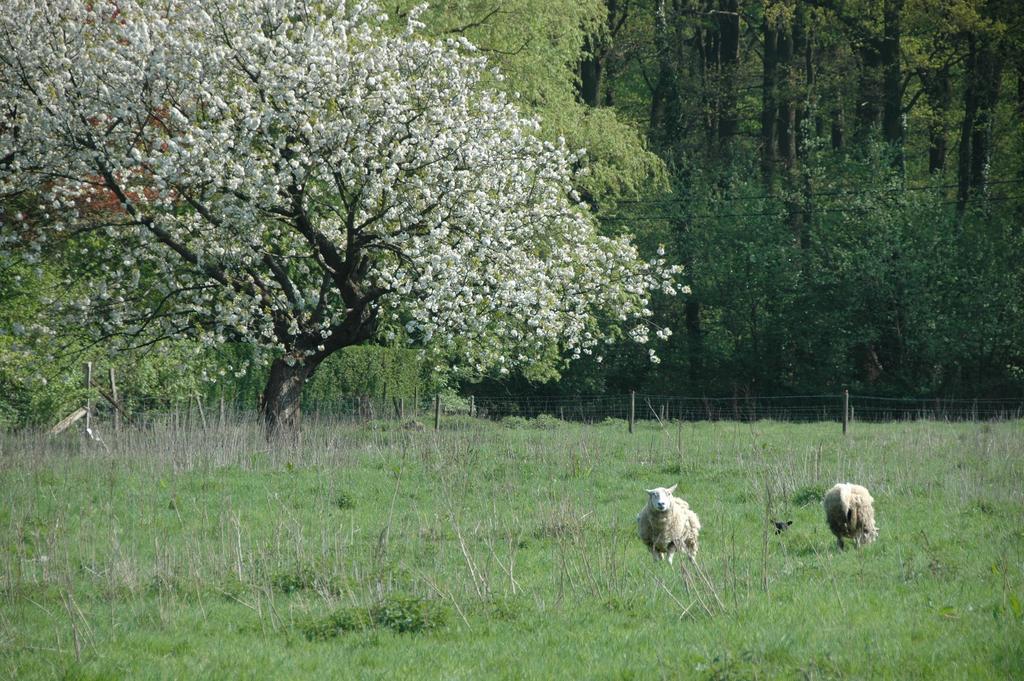 Bed and Breakfast Gastenlogies Blauwe Schaap à Ranst Extérieur photo